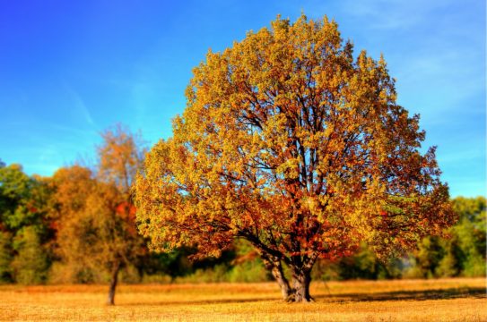 A tree whose leaves have turned orange and red is in a field of golden grass