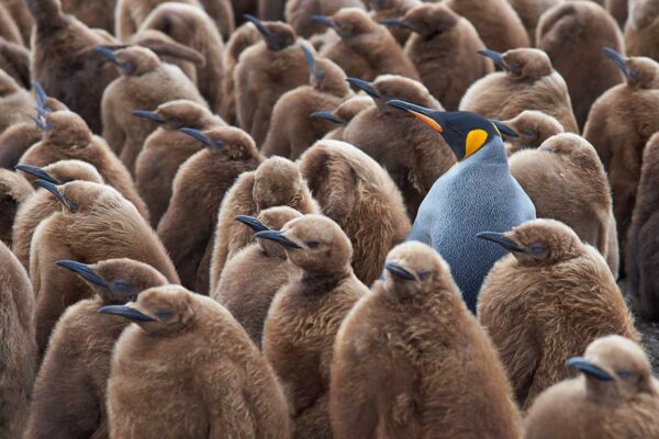 Unique penguin.